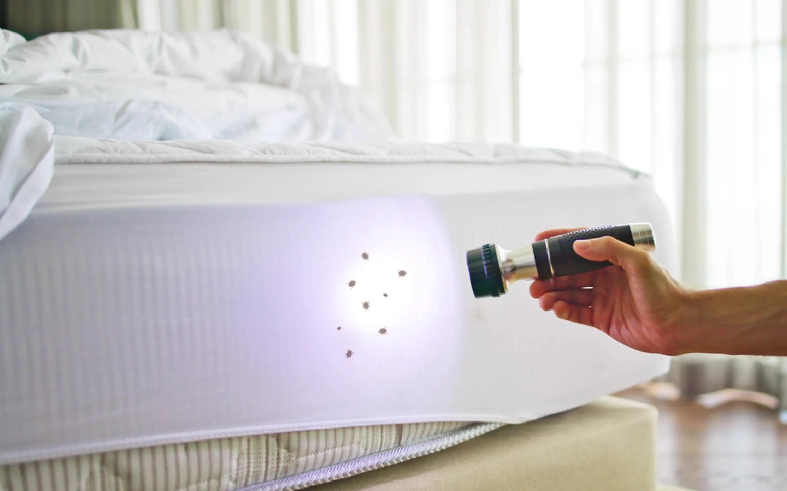 carpet cleaning in the westchester, carpet cleaning in the westchester, carpet cleaning the westchester, carpet cleaners in the westchester, carpet cleaners in the westchester, commercial carpet cleaning, commercial carpet cleaning in the westchester, the westchester rug cleaners, rug cleaning services in the westchester, same day carpet cleaning, same day rug cleaning